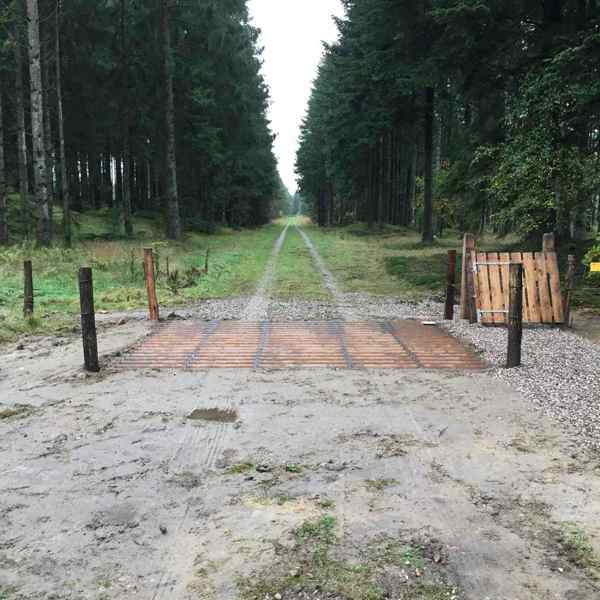Färistar i skogen